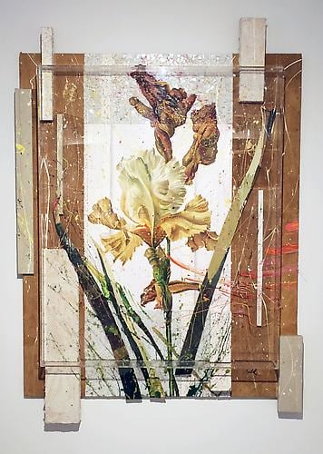 Nall Ochre Iris, 2009