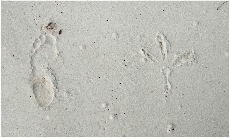 Michel Varisco, Waders tracks, Horn Island, 2014