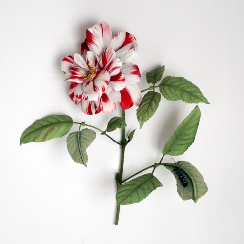 Carmen Almon Hanging Rosa Mundi with Caterpillar, 2019