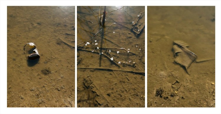 Michel Varisco, Can, celery-leafed buttercup, boot, 2014