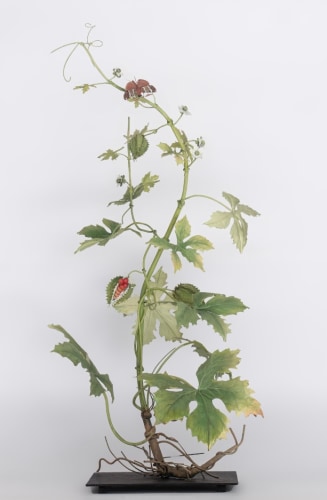 Carmen Almon, Balsam Apple with Menippe, 2025