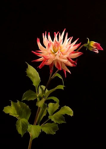 Elizabeth Kleinveld Dahlia Dutch Explosion
