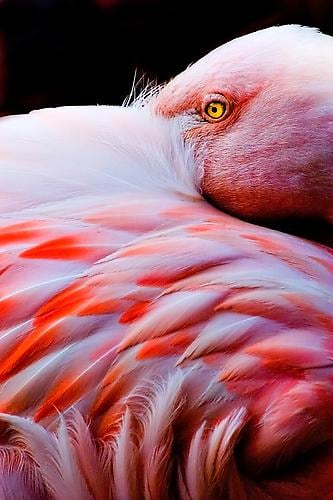 Joe Zammit-Lucia Feather Bed