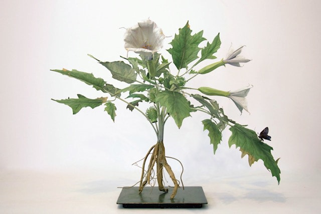 Carmen Almon, Datura with Scrub Hairstreak, 2018