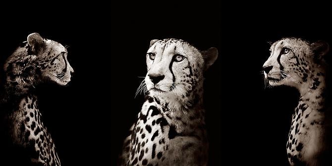 Joe Zammit-Lucia King (triptych)