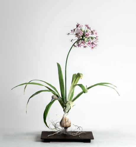 Carmen Almon Tulbaghia with Black and White Snail, 2019