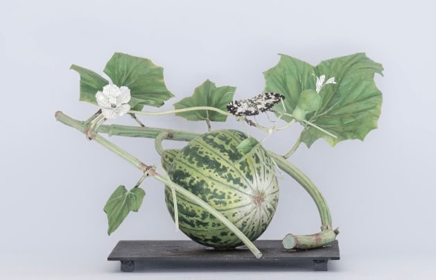 Carmen Almon, Gourd with Hastata, 2025