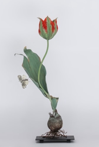 Carmen Almon, Red Tulip with Hypercompe Moth, 2025