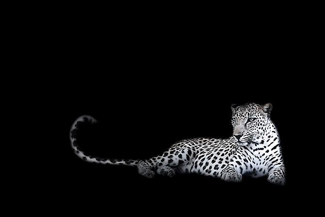 Joe Zammit-Lucia Imagine