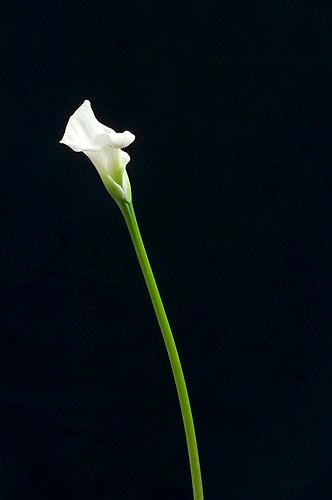 Elizabeth Kleinveld 1 Calla