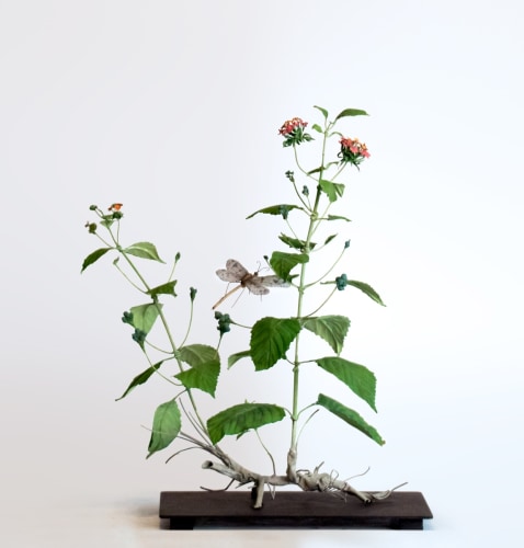 Carmen Almon Lantena with Palpares, 2019