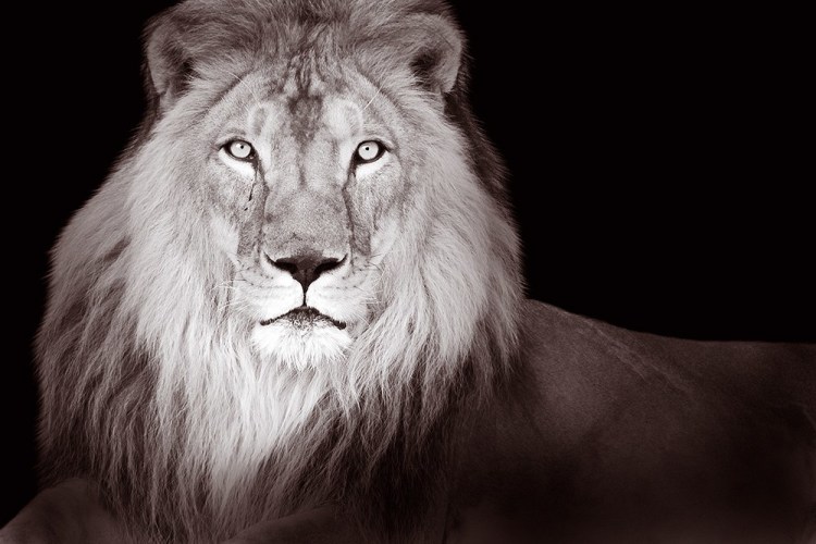 Joe Zammit-Lucia, Royal, 2010