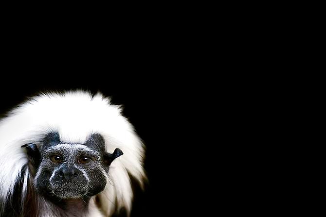 Joe Zammit-Lucia Defiance