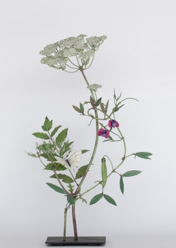 Carmen Almon, Wild Carrot with Morpho Butterfly, 2025