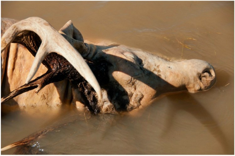 Michel Varisco, Sacred Buck, Mississippi River, 2014