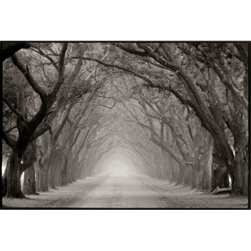 Joel Pickford Oak Allée, Evergreen Plantation, 2000, 2013