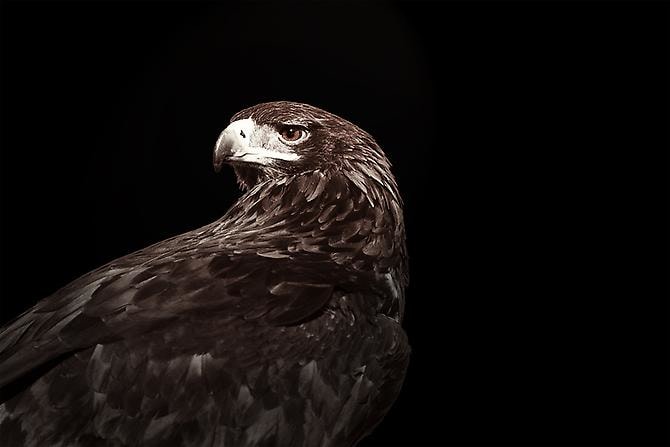 Joe Zammit-Lucia Steppe Eagle