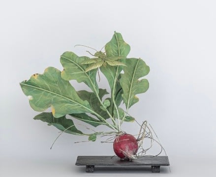 Carmen Almon, Radish with Leaf Mantis, 2025