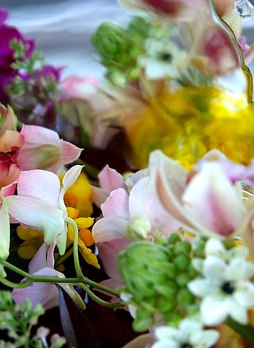 Elizabeth Kleinveld Dendrobium