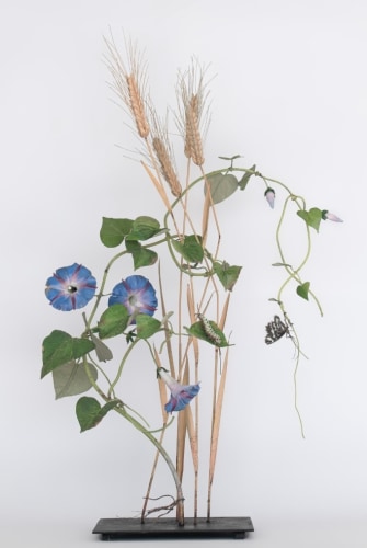 Carmen Almon, Morning Glory and Wheat with Amphidecta, 2025