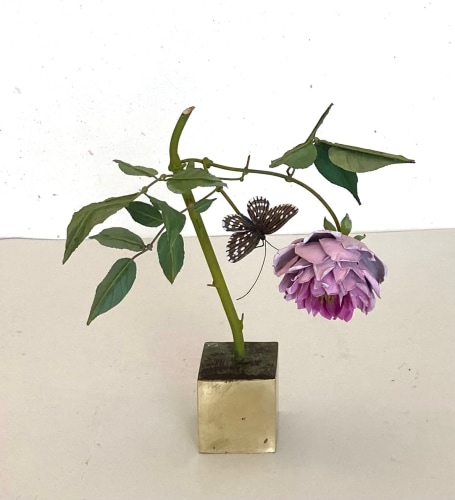 Carmen Almon, Pink Rose with Daggering Butterfly, 2024