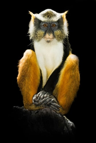 Joe Zammit-Lucia, Poise, 2010