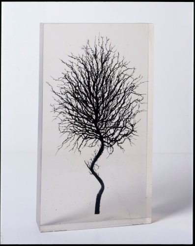 Dustin Yellin, Lanthes Verdeaus, 2005