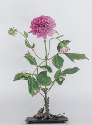 Carmen Almon, Pink Dahlia with Green Grasshopper, 2025
