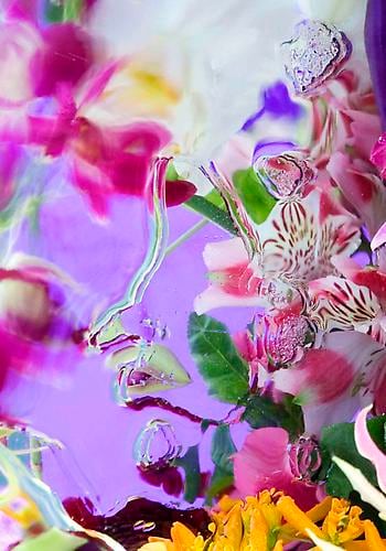 Elizabeth Kleinveld Orchid Waltz II