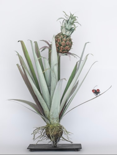 Carmen Almon, Pineapple with Bibles Hyperia, 2025
