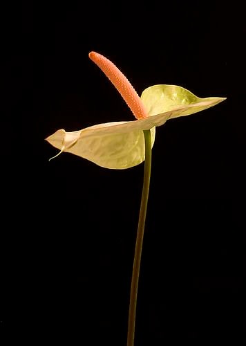 Elizabeth Kleinveld Anthurium