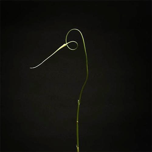 Elizabeth Kleinveld Garlic I