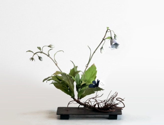 Carmen Almon Wild Campanula with Small Navy Butterfly, 2019
