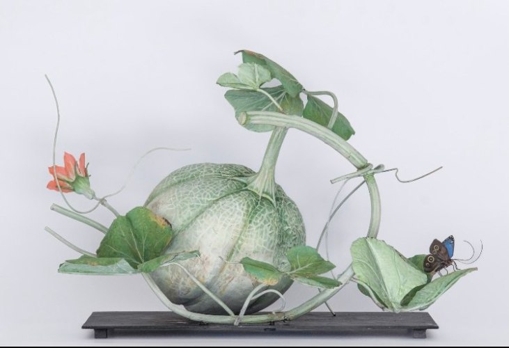 Carmen Almon, White Melon with Blue Morpho, 2025