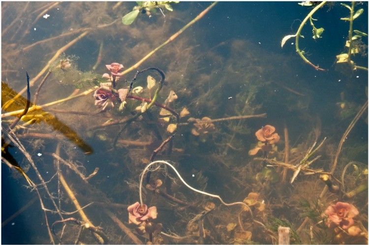 Michel Varisco, Marsh seedbox,&nbsp;2014