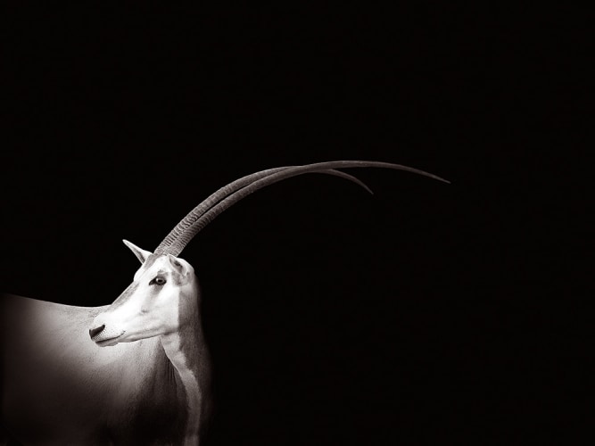 Joe Zammit-Lucia, Oryx, 2010