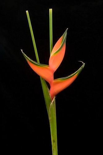 Elizabeth Kleinveld Heliconia