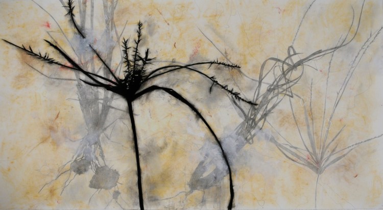 Grass, Creek, Reflection, Madera Canyon