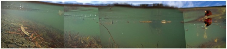 Michel Varisco, Bayou St. John, duck and cypress bottoms, 2014