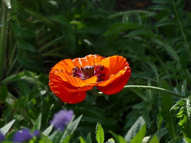 Kathryn Rabinow, Summer Poppy,&nbsp;2017