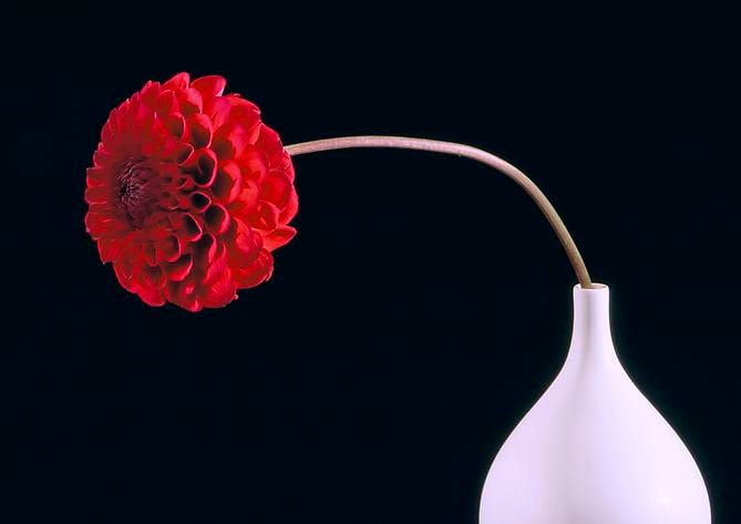 Elizabeth Kleinveld Pompon Dahlia