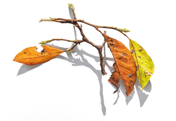 Fallen Magnolia Branch, 2015