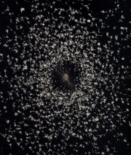 Tether, archival inkjet print, 51 x 44 in, JR033