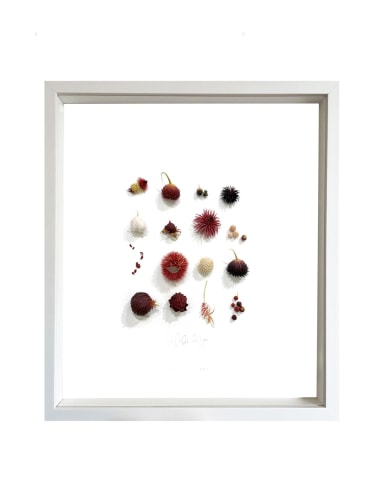 Mylinh Nguyen, Red Picking