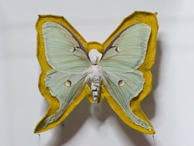 Esther Traugot, Luna Moth