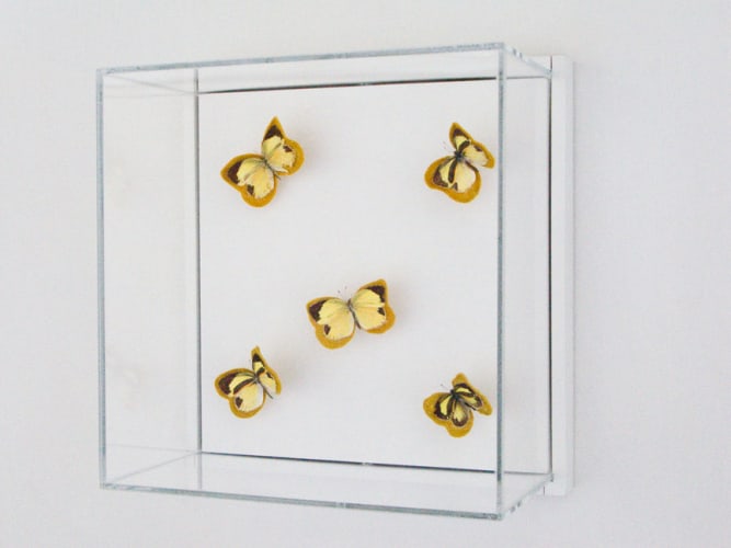 Esther Traugot, Flight with baby yellow