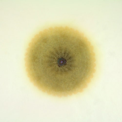 Amy Sands, &quot;Revolution XX&quot;