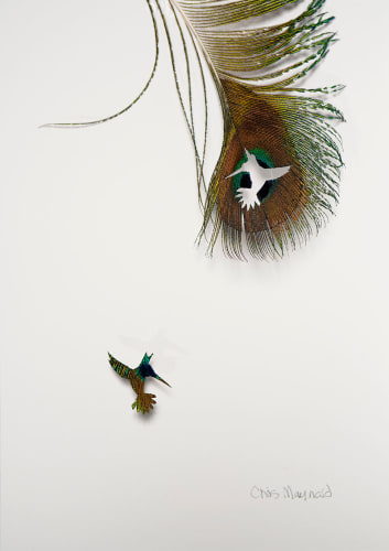 Chris Maynard, Humming Bird