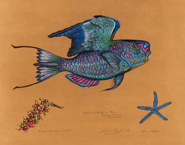 Blue Parrotfishe, 2013, Watercolor and Mixed Media on Tea-stained Paper, 27 x 30 inches 