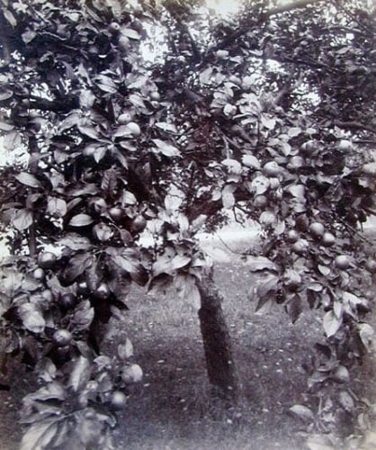 Eug&egrave;ne Atget, Pommier, 1922-1933